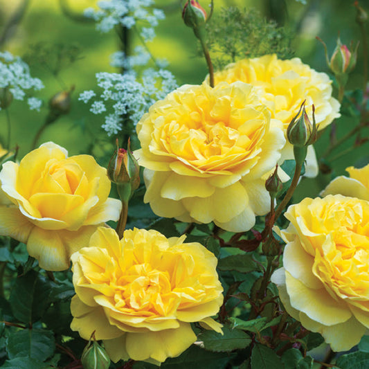 Rose 'The Poet’s Wife'