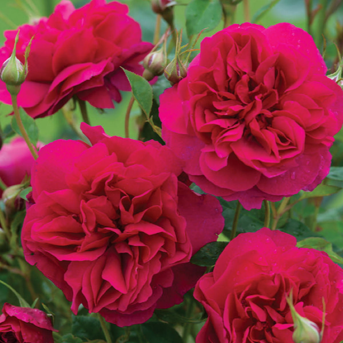 Rose 'Thomas À Becket™'