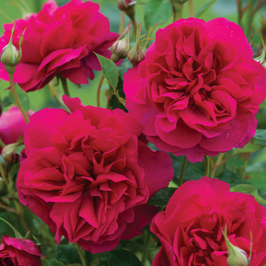 Rose 'Thomas À Becket™'