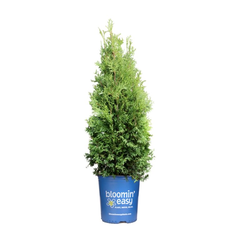 Cedar 'Private Jet™'