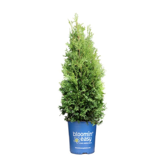 Cedar 'Private Jet™'