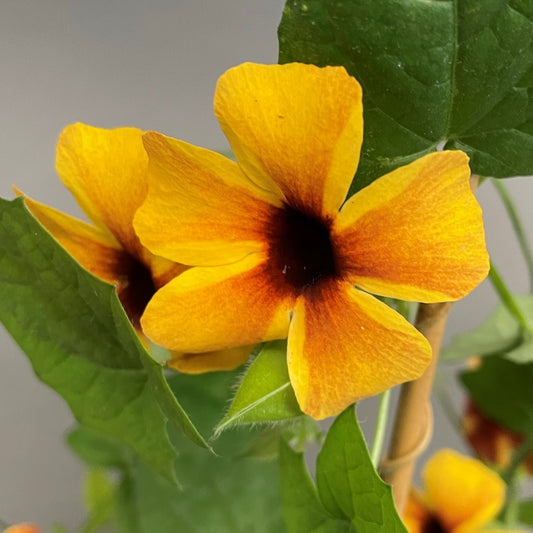 Thunbergia 'Towerpower'