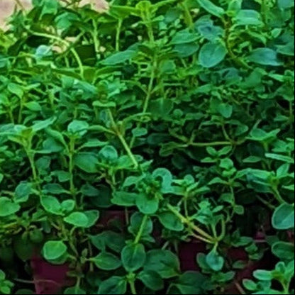 Thyme 'French'