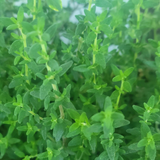 Thyme 'French'