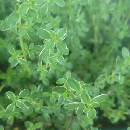 Thyme 'Hi-Ho Silver'