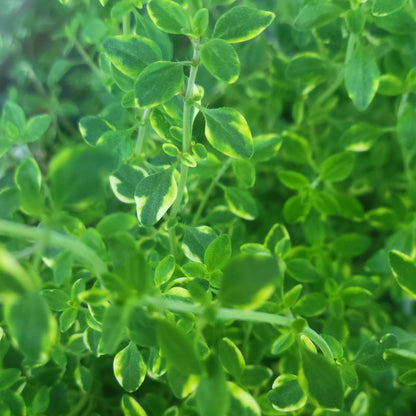 Thyme 'Lemon Variegated'