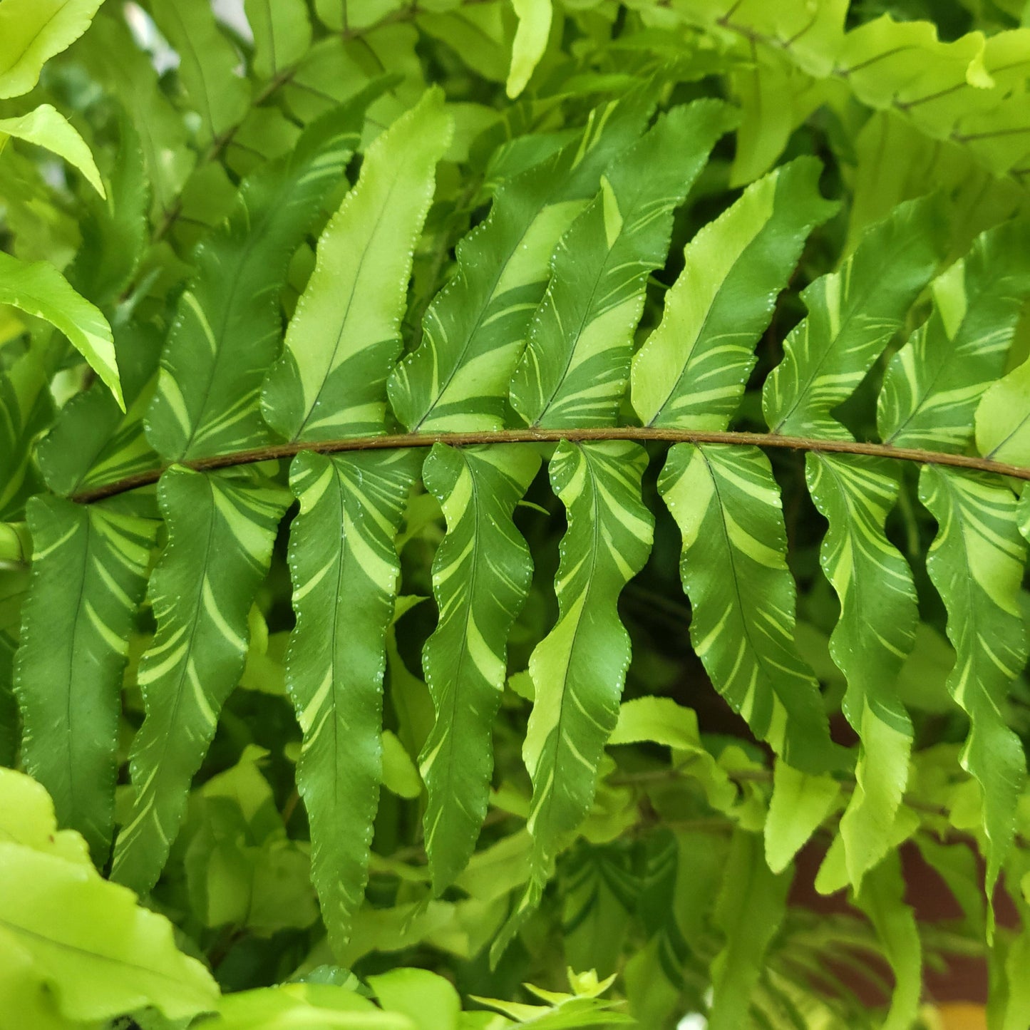 Tiger Fern