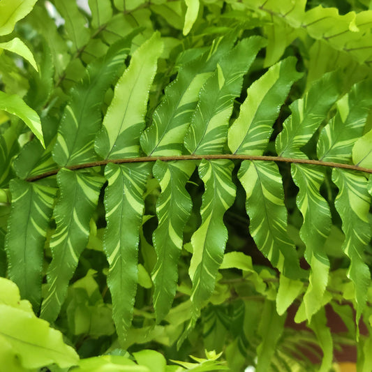 Tiger Fern