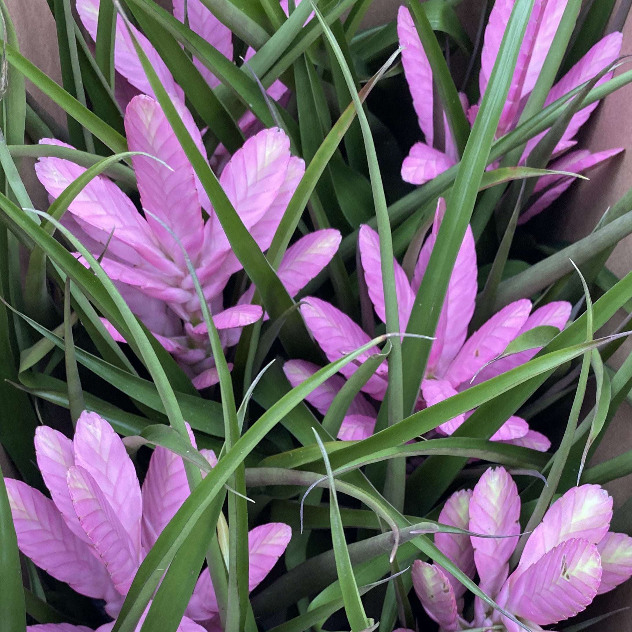 Tillandsia Antonio