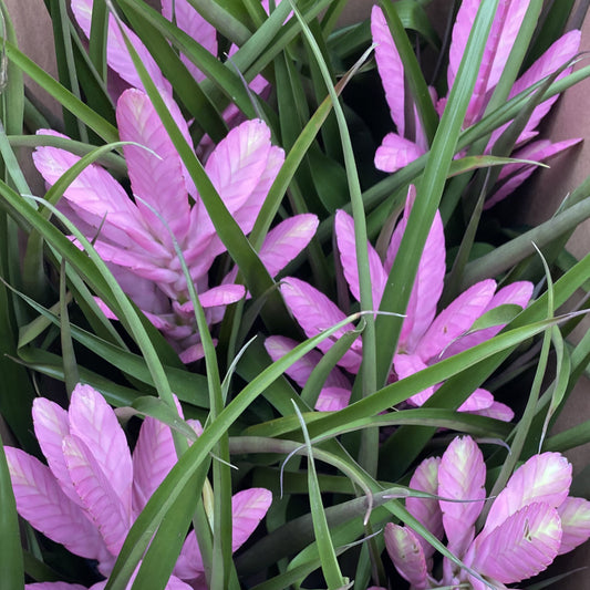 Tillandsia Antonio