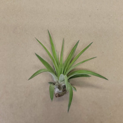 Air Plant