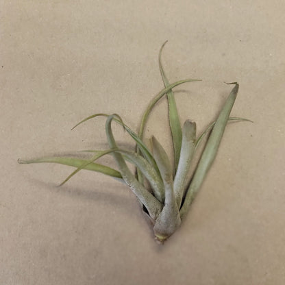 Air Plant