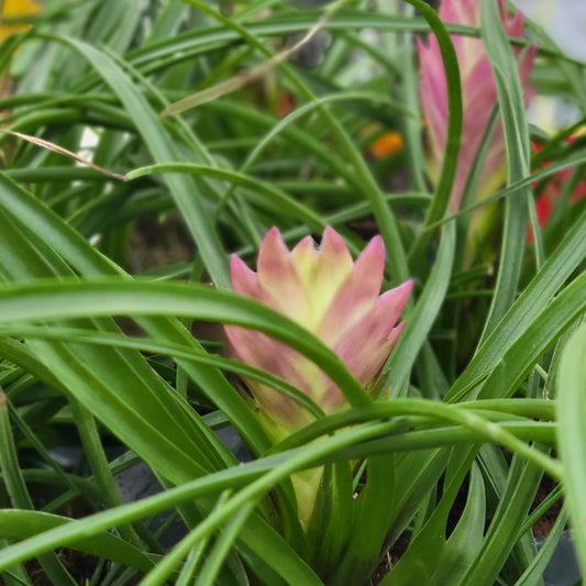 Tillandsia 'Cyanea'