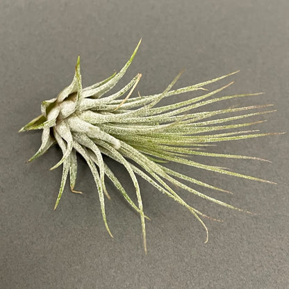 Air Plant