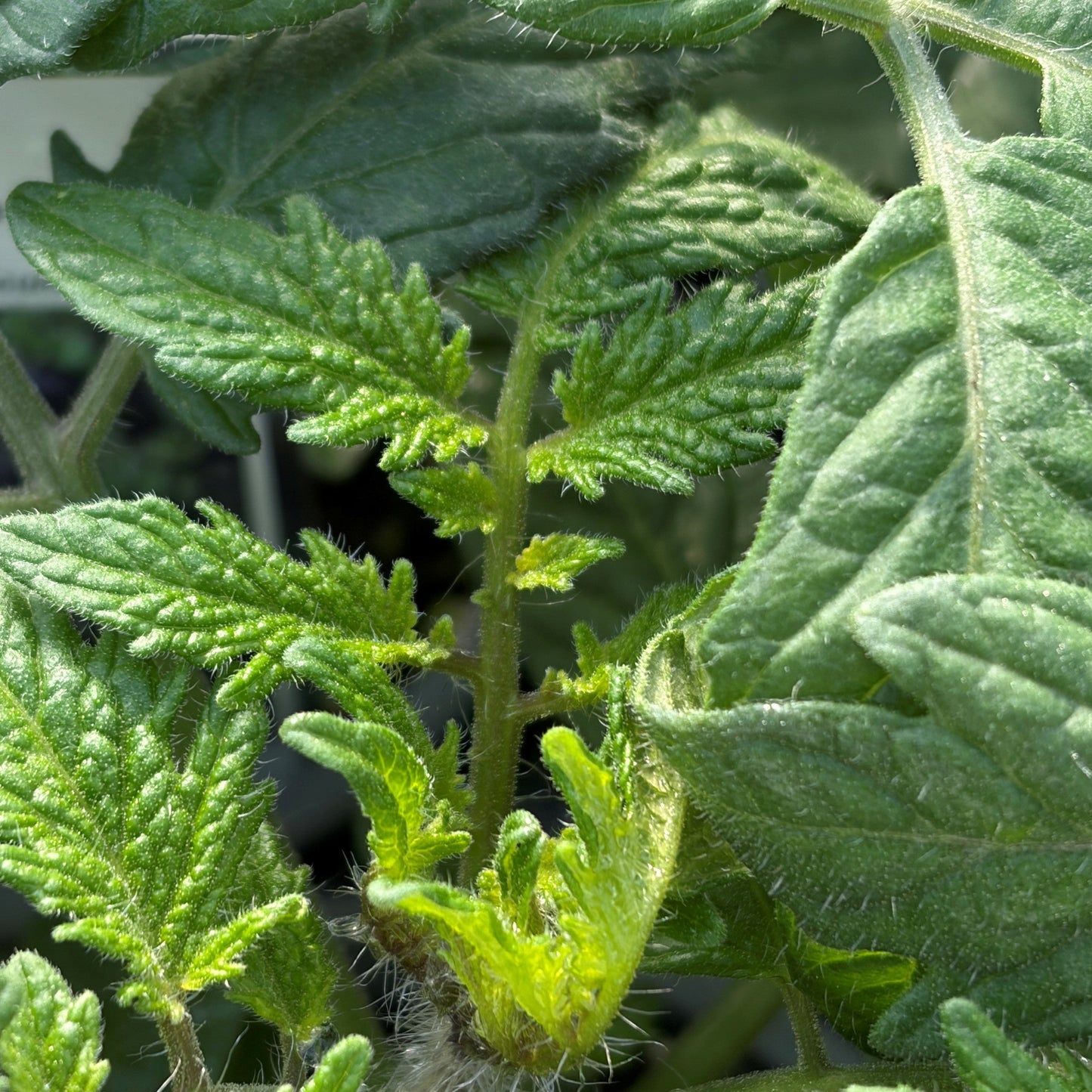 Tomato 'Akoya' Cherry