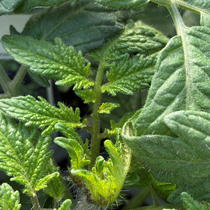Tomato 'Akoya' Cherry