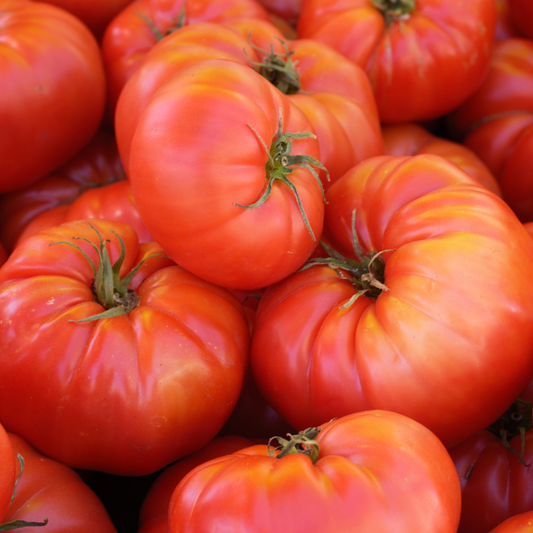 Tomato 'Brandywine Red'