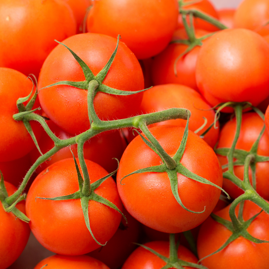 Tomato 'Celebrity'