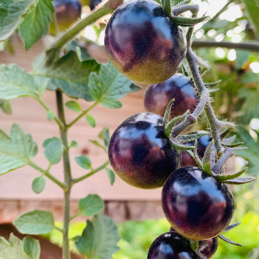 Tomato 'Midnight Snack'