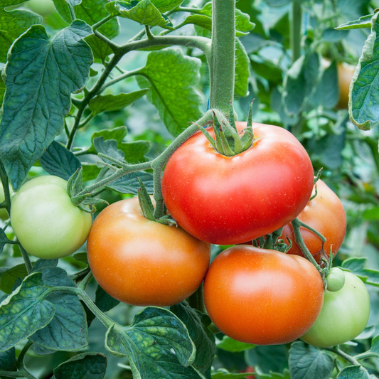 Tomato 'Mountain Merit'