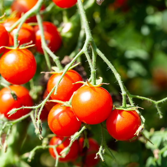 Tomato 'Patio'