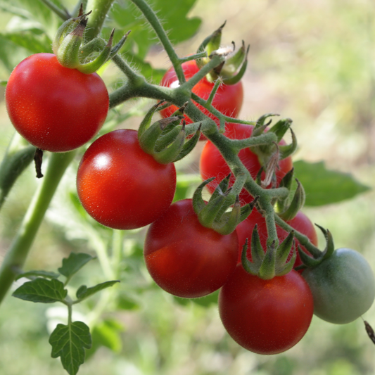 Tomato 'Power Pops'