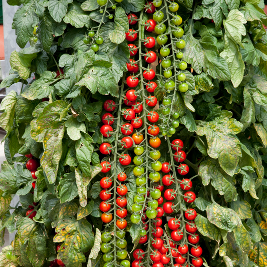 Tomatoes 'Rapunsel'