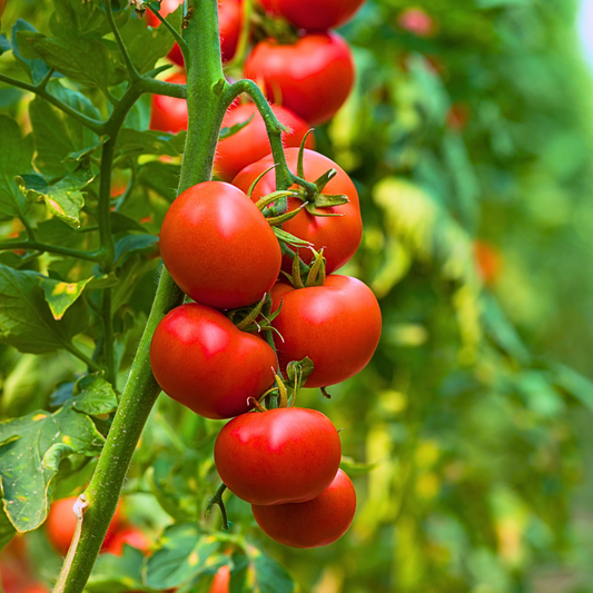 Tomato 'Scotia'