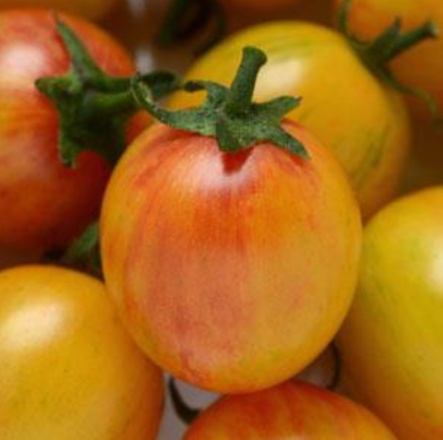 Tomato 'Sunrise Bumblebee"