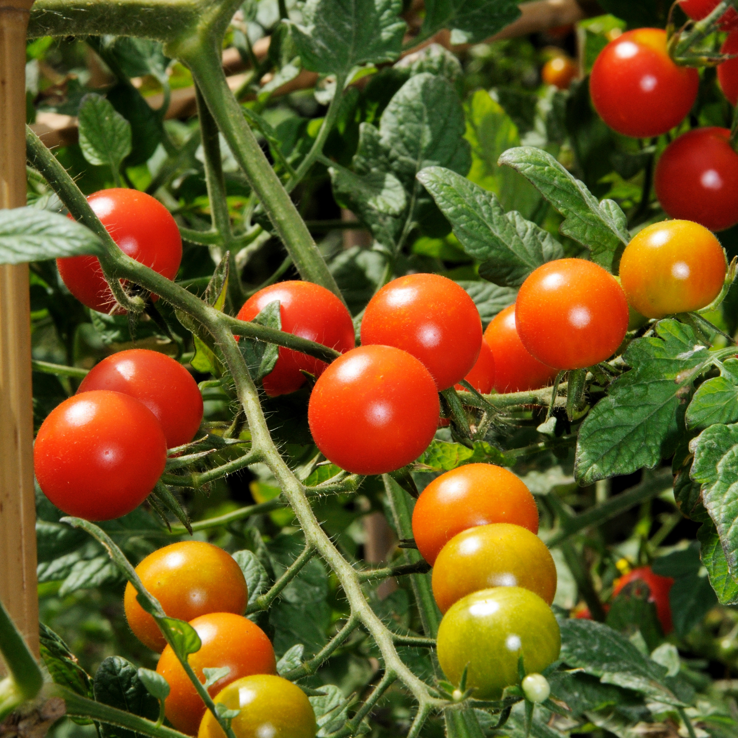 Tomato 'Sweet Million'