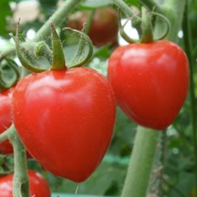 Tomato 'Tomatoberry Garden'