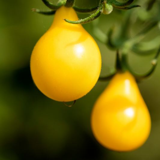 Tomato 'Yellow Pear'