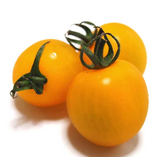 Tomato 'Little Birdy Yellow Canary'