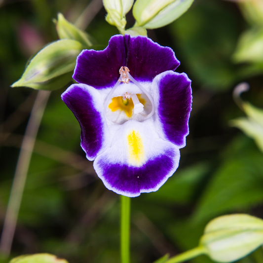 Torenia 'Summer Wave Bouquet'