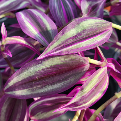 Tradescantia Pink Paradise