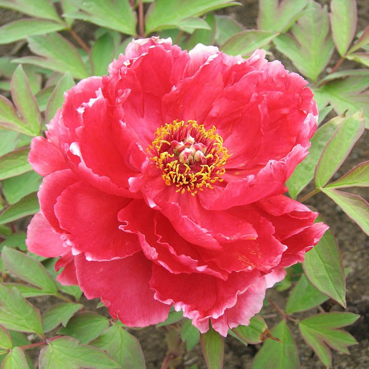 Japanese Tree Peony 'Kao'