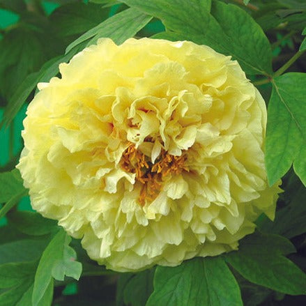 Tree Peony 'Lutea'