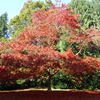 Oak 'Red'