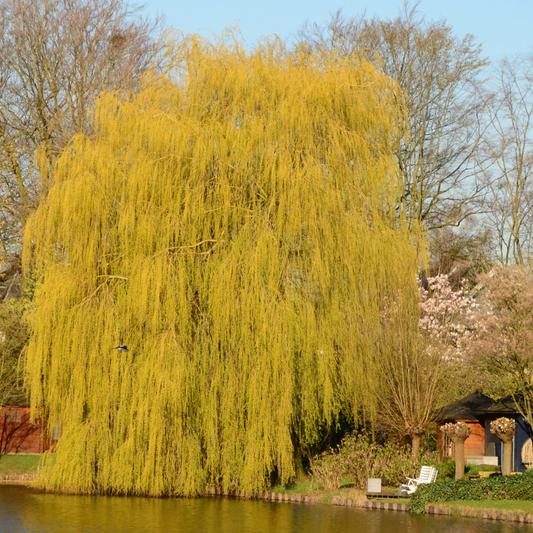 Willow 'Golden Weeping'