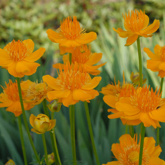 Globeflower 'Golden Queen'