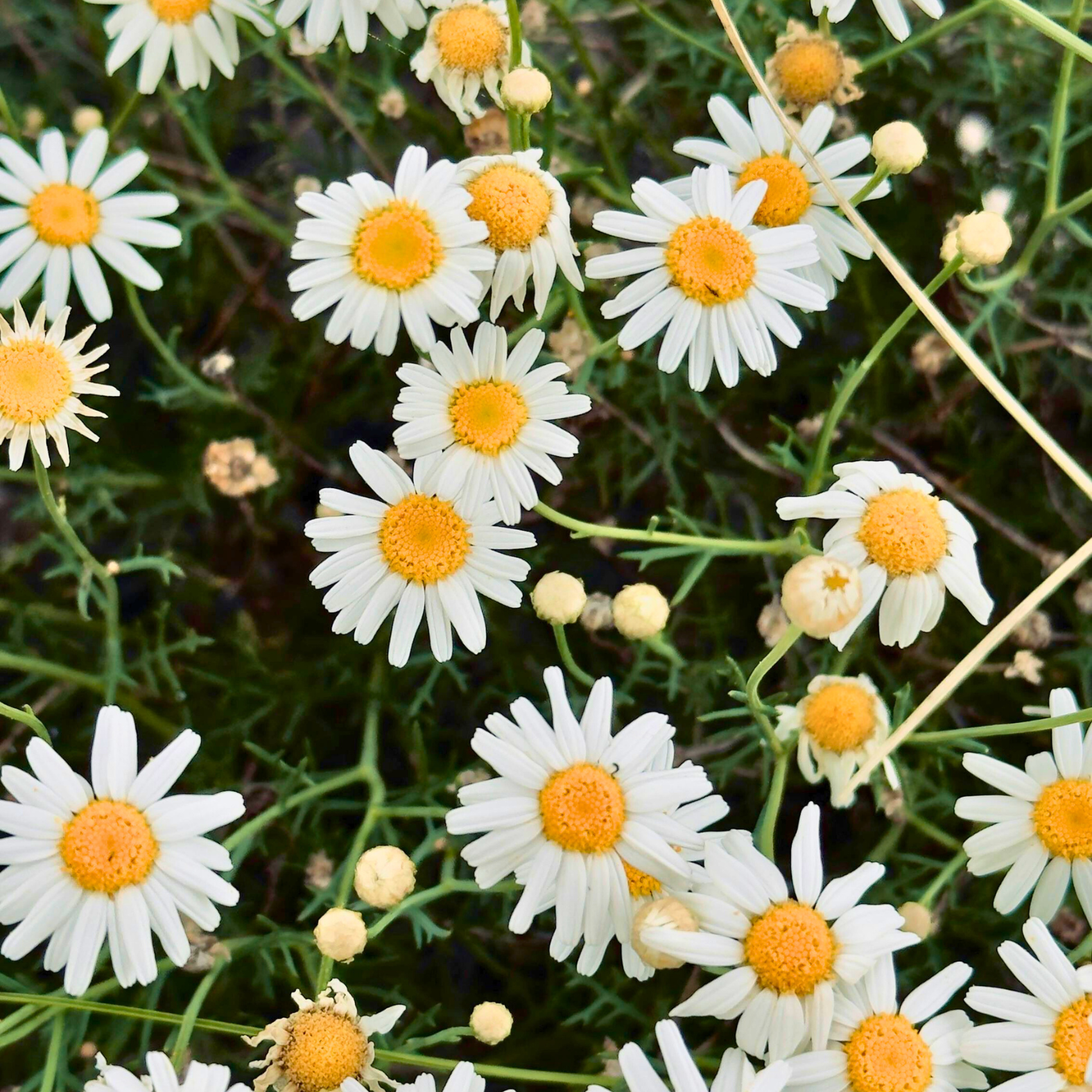 Shasta Daisy