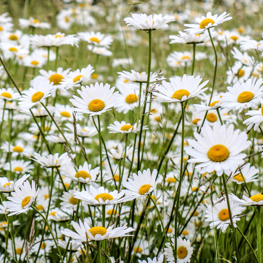 Shasta Daisy