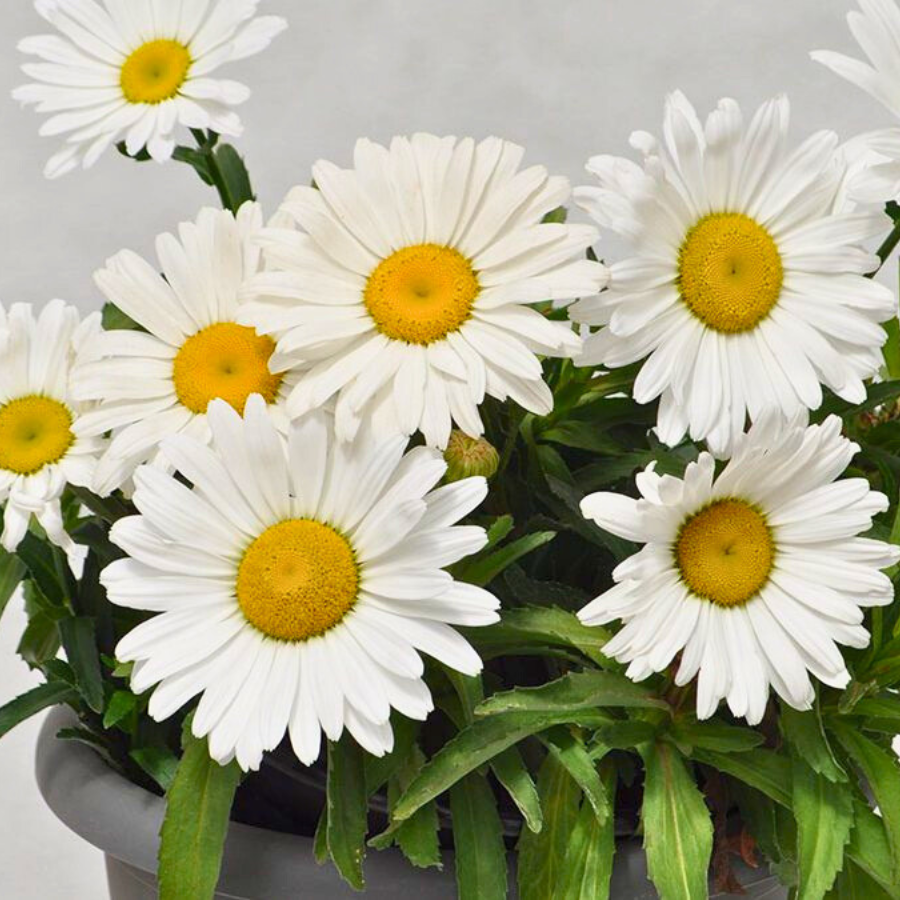 Shasta Daisy