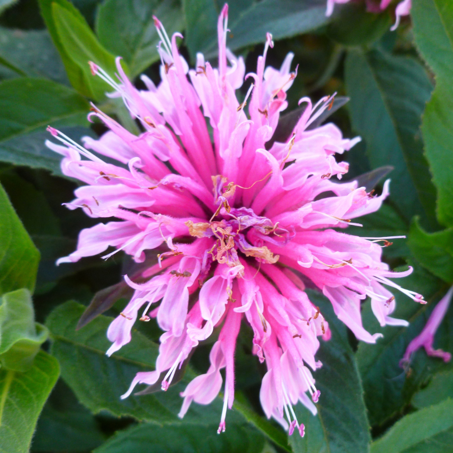 Bee Balm 'Balmy™' Series