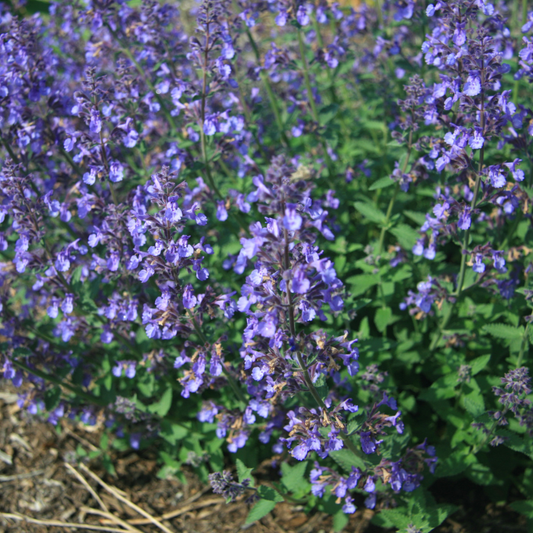 Catmint "Junior Walker™"