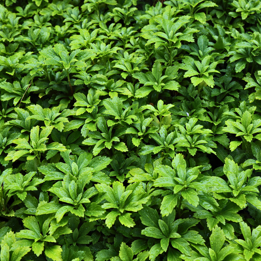 Japanese Spurge 'Green Carpet'