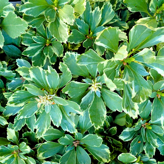 Japanese Spurge 'Silver Edge'