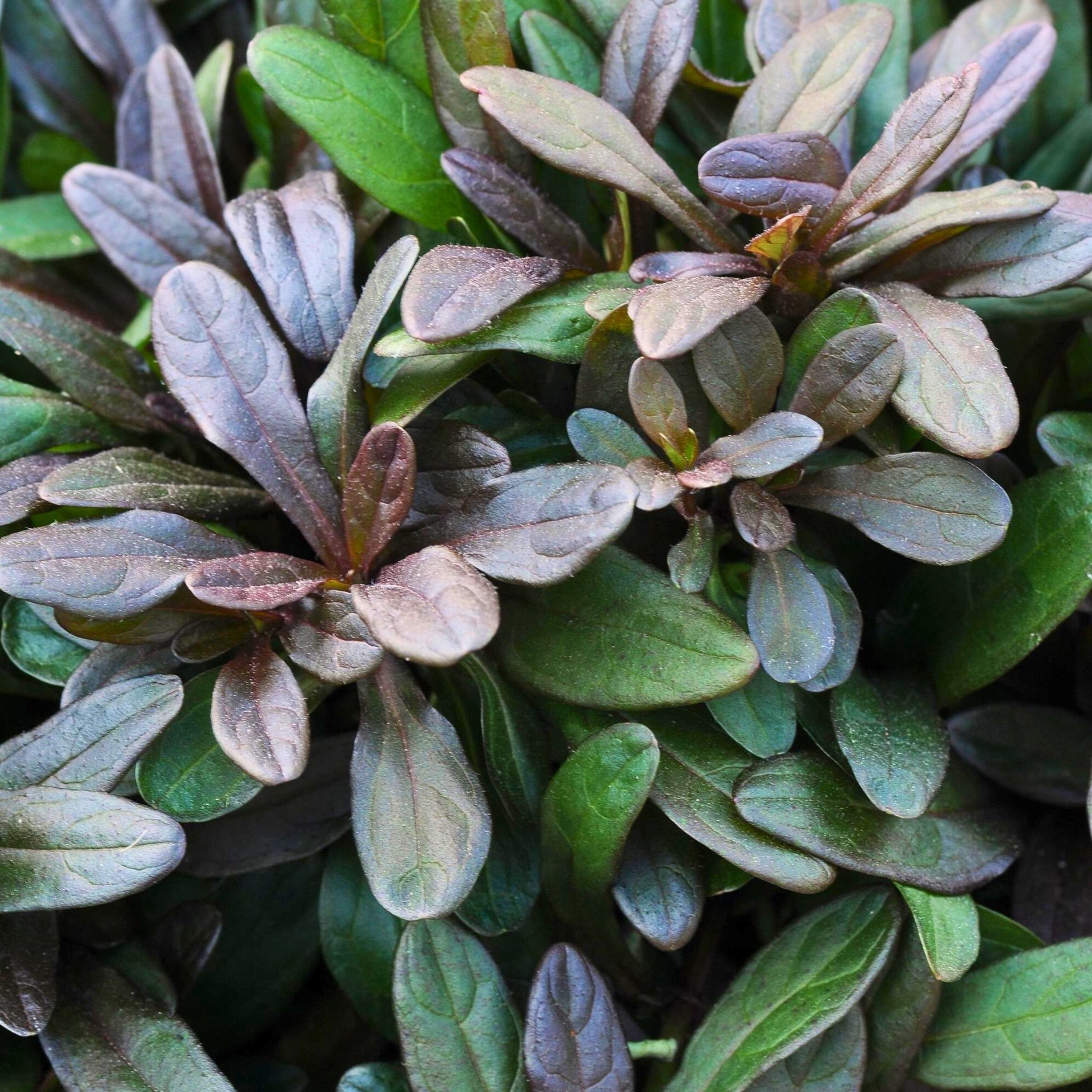 Bugleweed