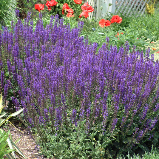 Meadow Sage "May Night"