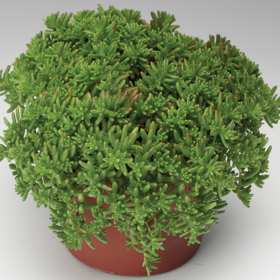 Stonecrop 'Coral Carpet'